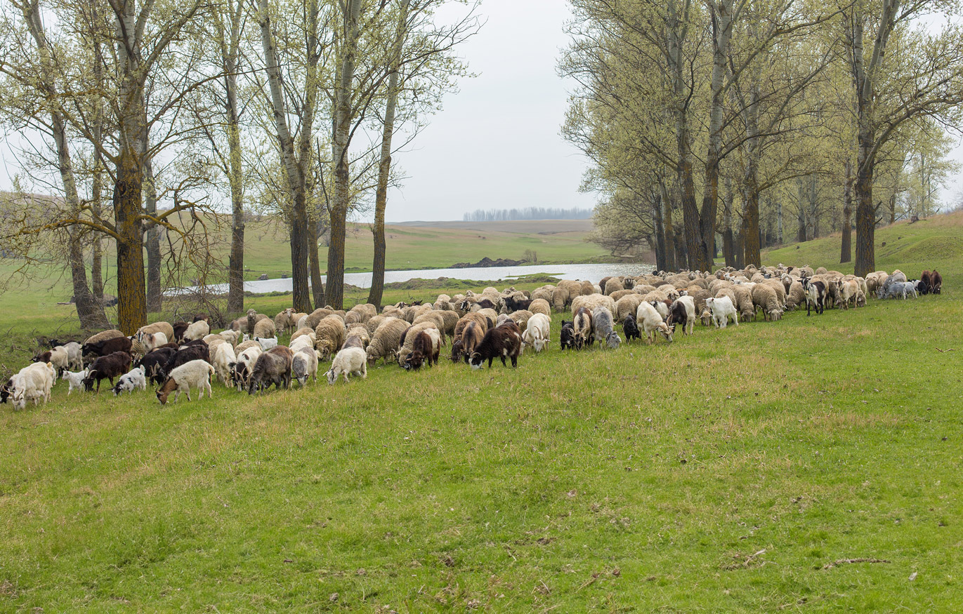 sheep-goats-graze-green-grass-spring
