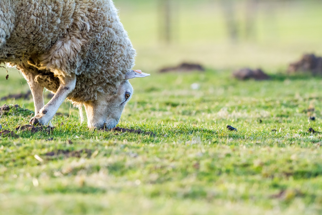 sheep-meadow