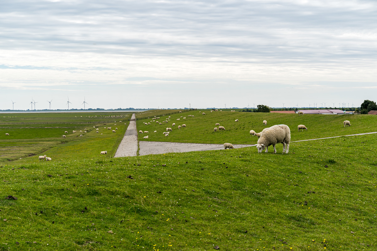 shot-green-pasture-with-white-sheep-eating-grass