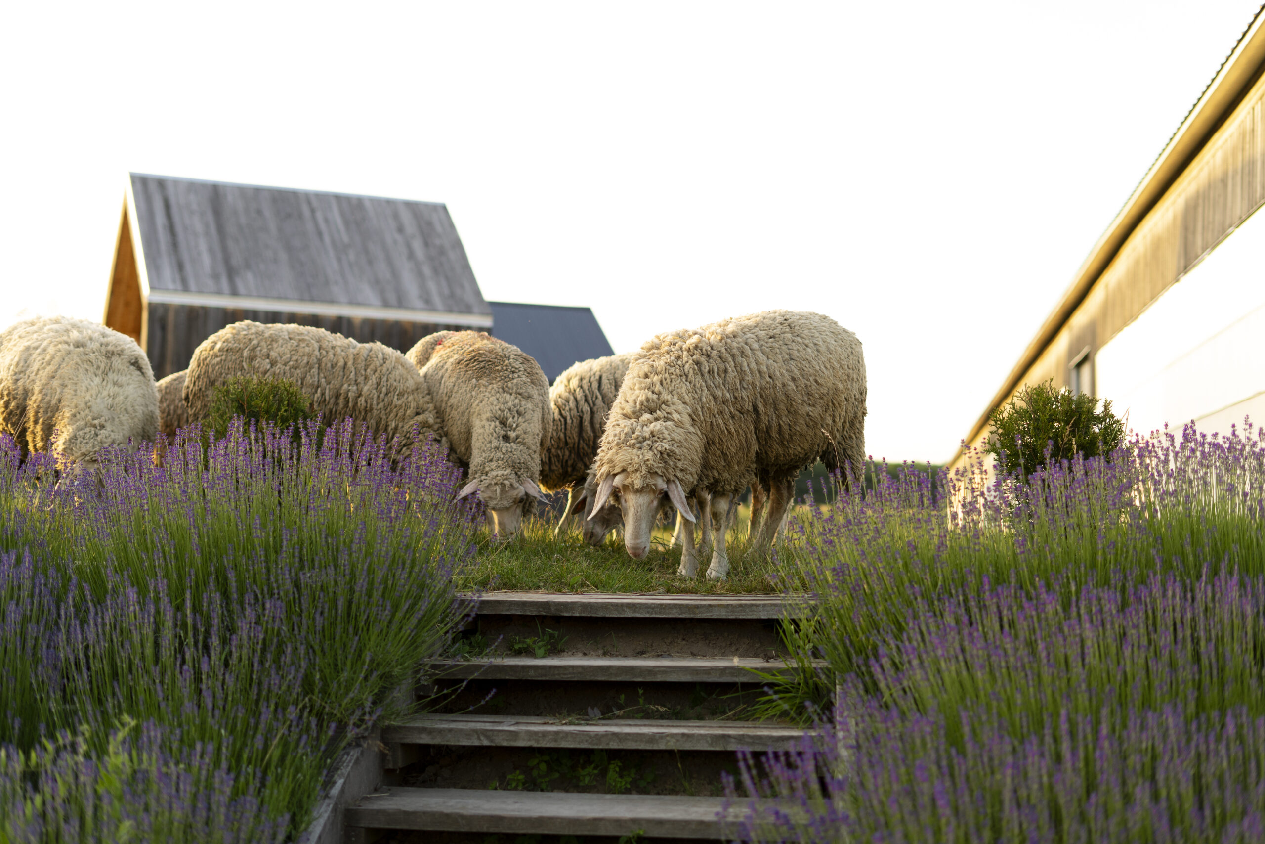 schattige-schapen-eten-in-lavendelveld (1)