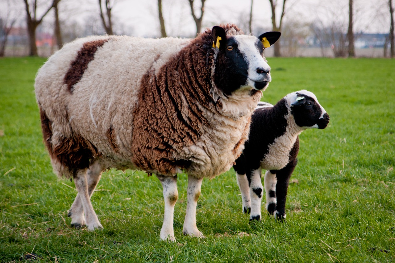 Nederlands Bonte schaap groot